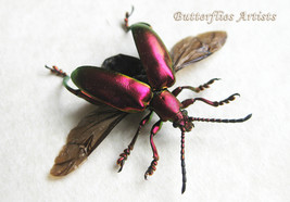 Real Red Frog Legged Flying Beetle Sagra Longicollis Framed Entomology Shadowbox - $44.99