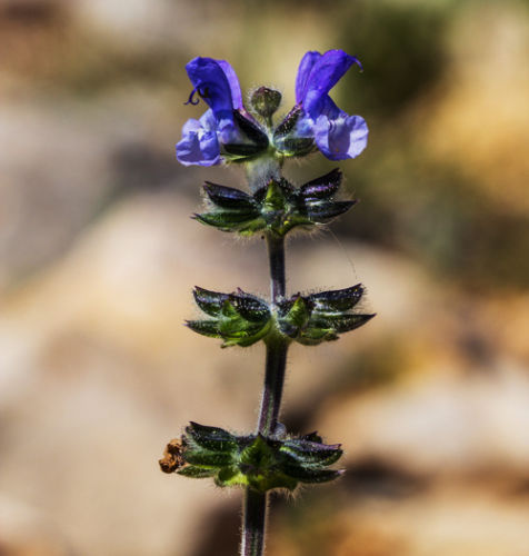 30 Salvia Miltiorrhiza Bge Seeds Danshen Red-Rooted Salvia Herbs ...