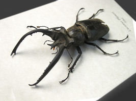 Lucanus planeti XL RARE Real Stag Beetle Framed Entomology Collectible Shadowbox - $187.99