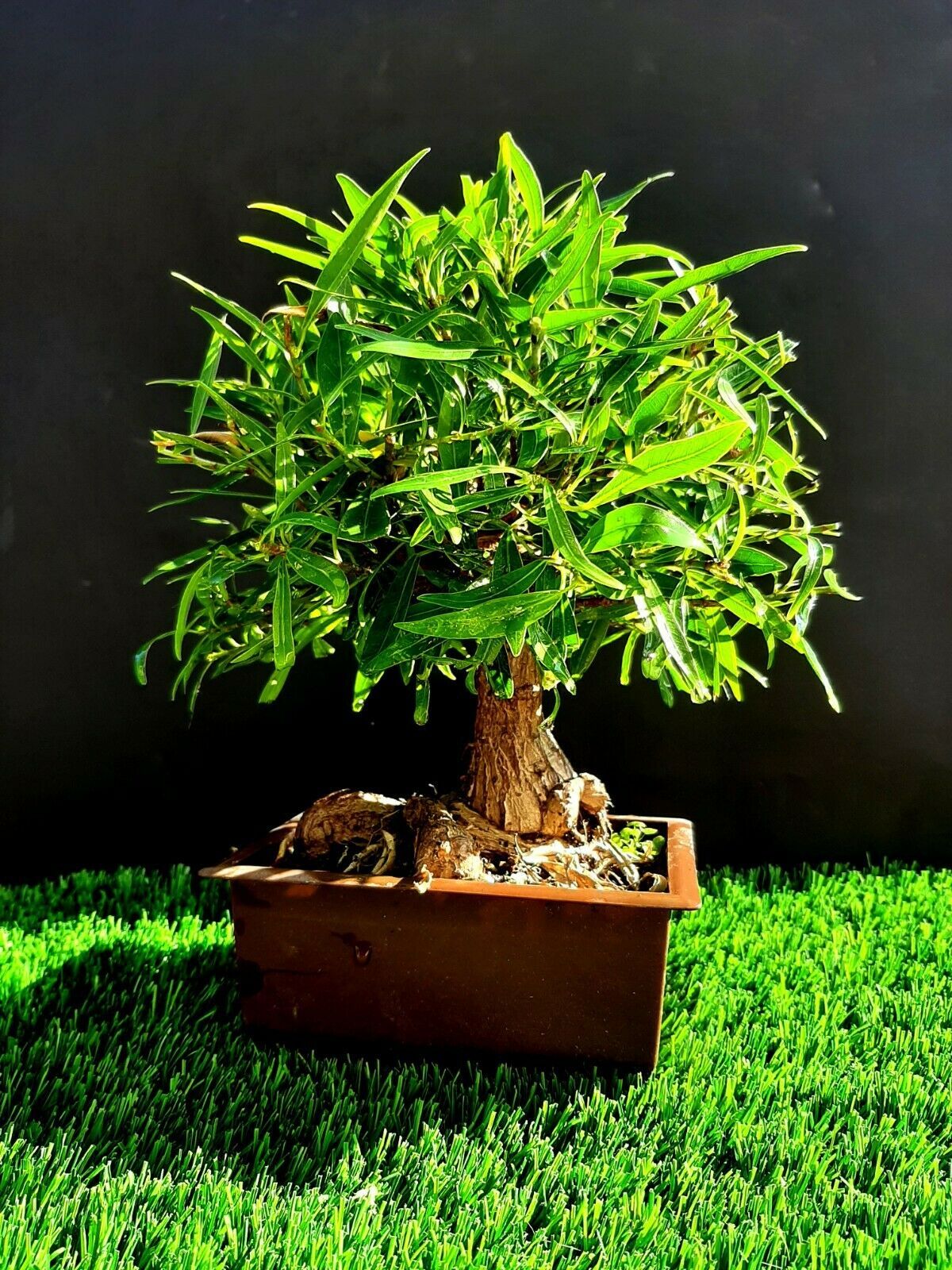 Ficus Nerifolia Micro Bonsai - Natural bonsai - 25 year old plant - Bonsai