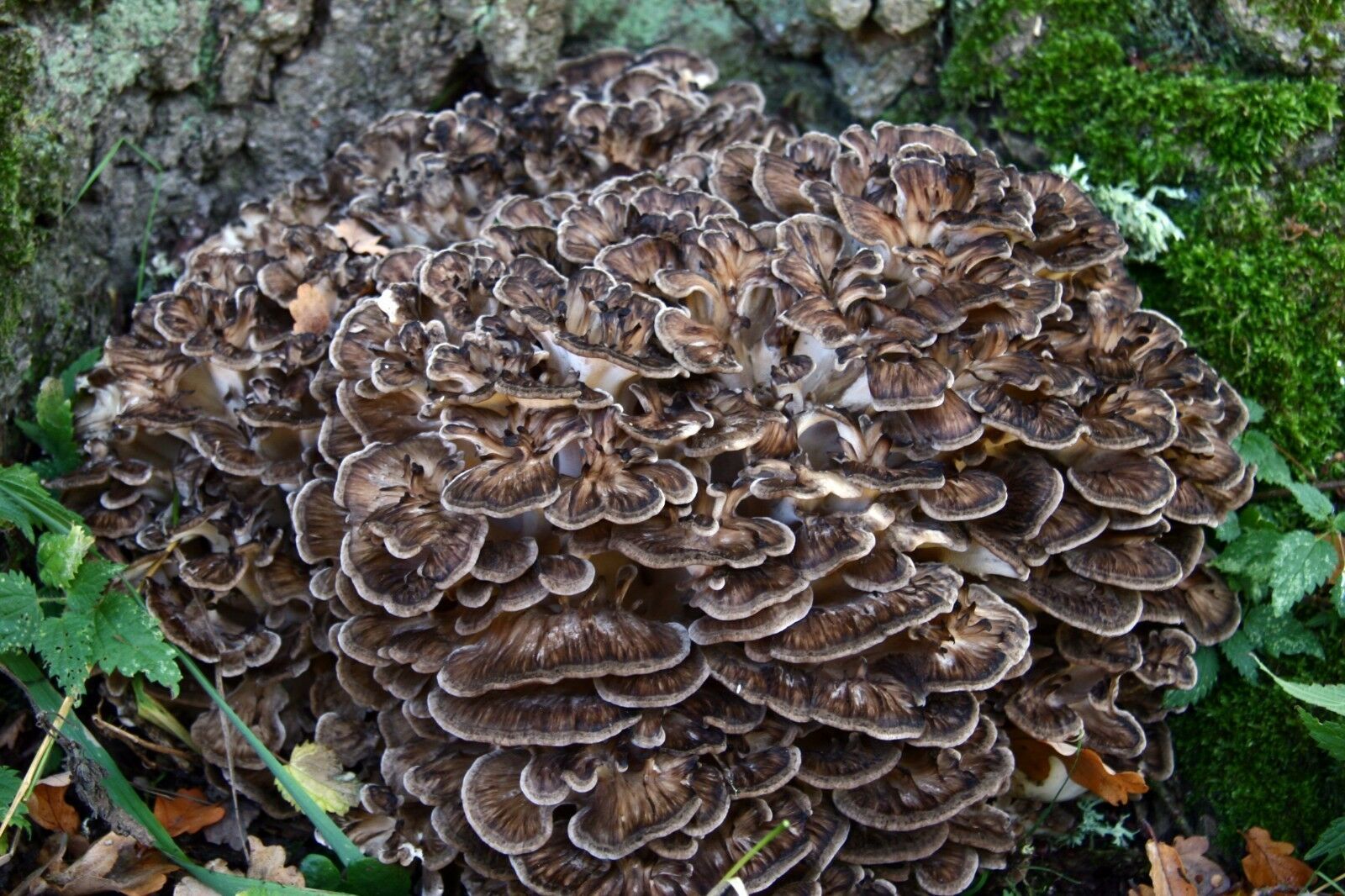 20 Fresh MAITAKE Grifola Frondosa Mushroom Plugs Dowels Spawn Spores