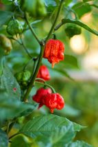 Ceylon Carolina Reaper Red Chilli Pepper 50+ Seeds 100% Organic  -Free Shipping - $15.88