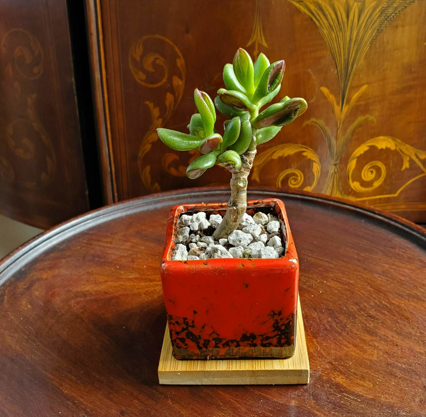 Bonsai Jade, Red Pot & Live Red Horn Tree Succulent, Ice Crack Ceramic Planter