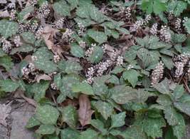 ALLEGHENY  SPURGE 10 roots ,(Pachysandra procumbens) image 4