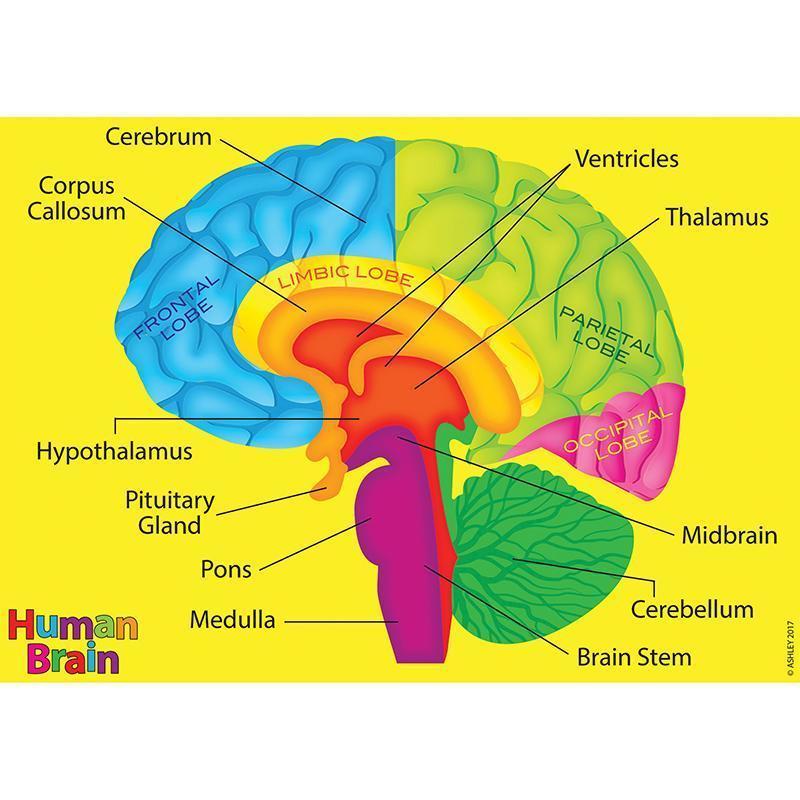 Primary image for Human Body Foam Manipulatives Brain 