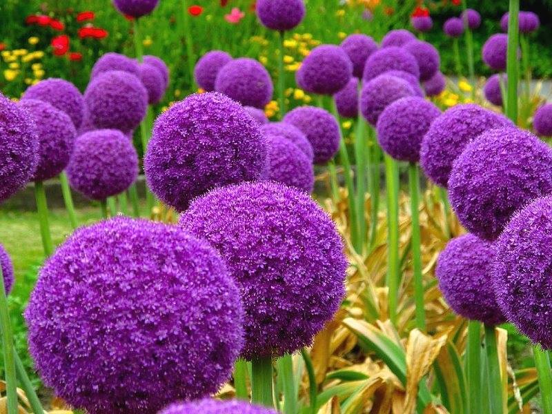 5 Bulbs Allium giganteum The Largest of All Alliums (Bulb size 18/