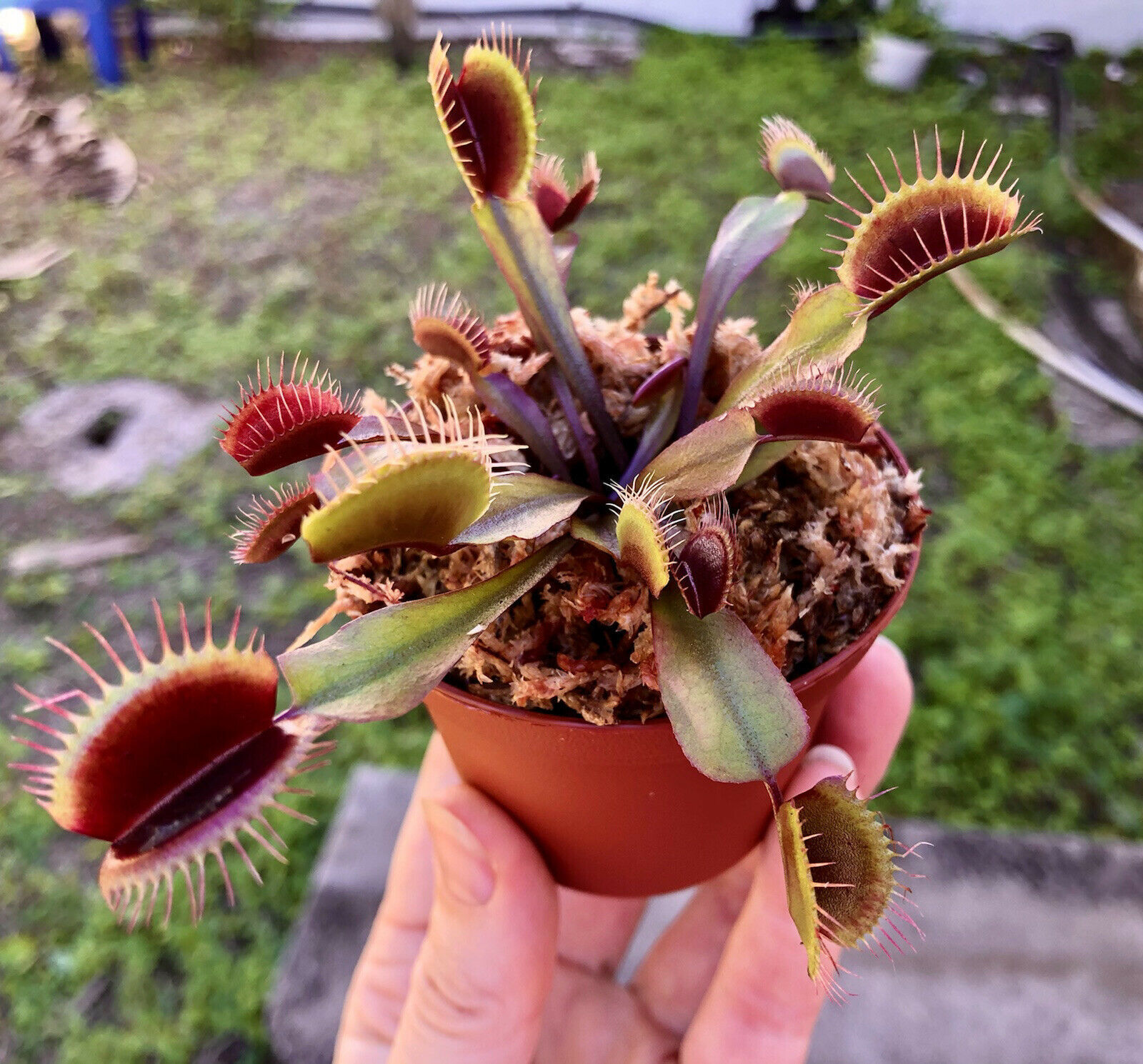 Venus Flytrap Akai Ryu (Dionaea muscipula, Red Dragon, Fly Trap Plant