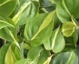 Variegated Green & Yellow Brazil Philodendron Starter Plant
