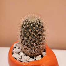 Fox Planter with Cactus, Live Succulent Plant in 5" Orange Ceramic Animal Pot image 4