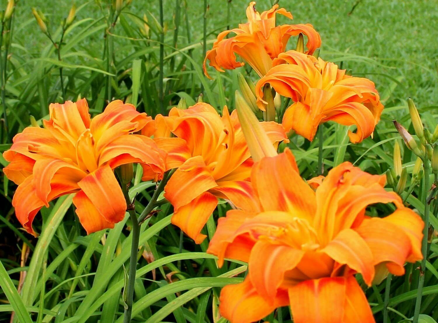 Live Plant Kwanso Daylily Lily Flower Fan Perennial Orange Flowers Tall 