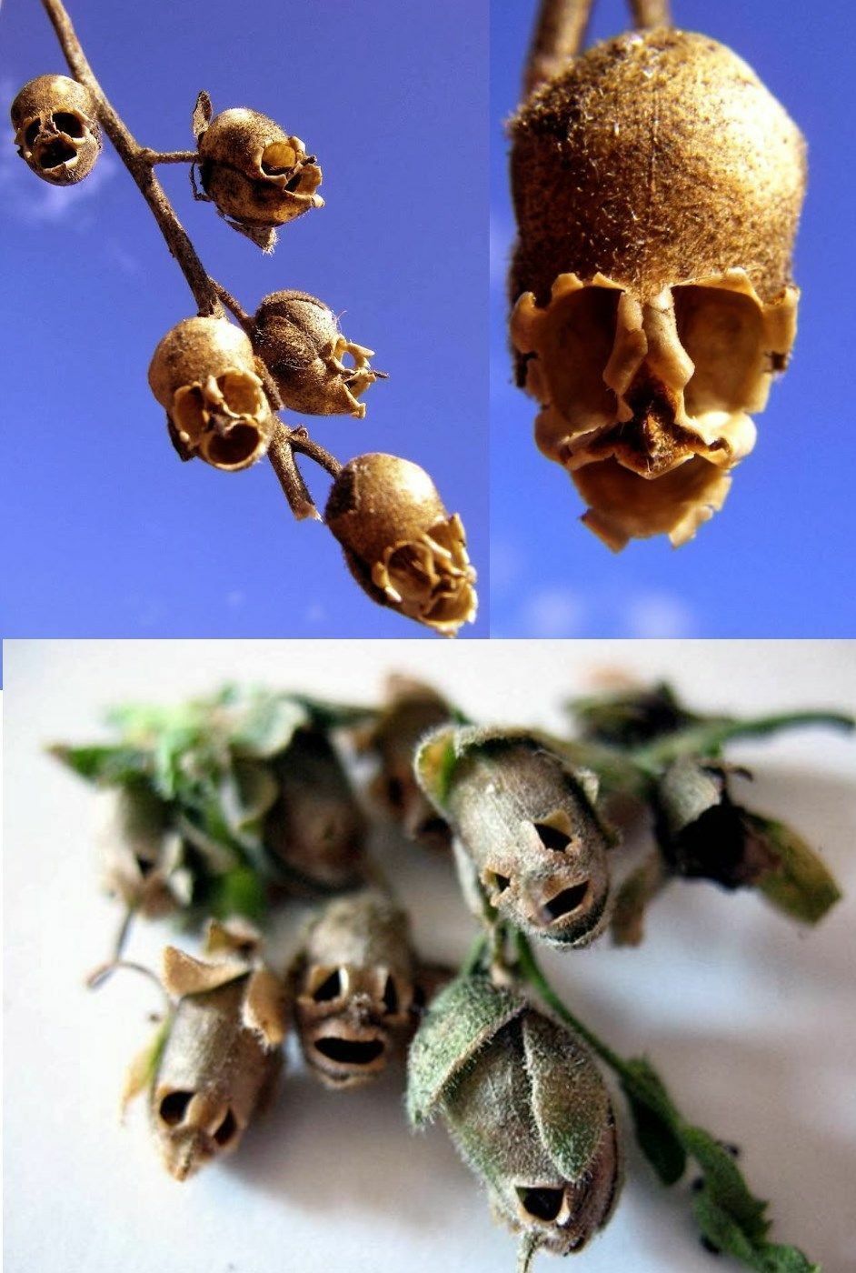 50 Rare Death Rose Seeds Mysterious Plant Snapdragon