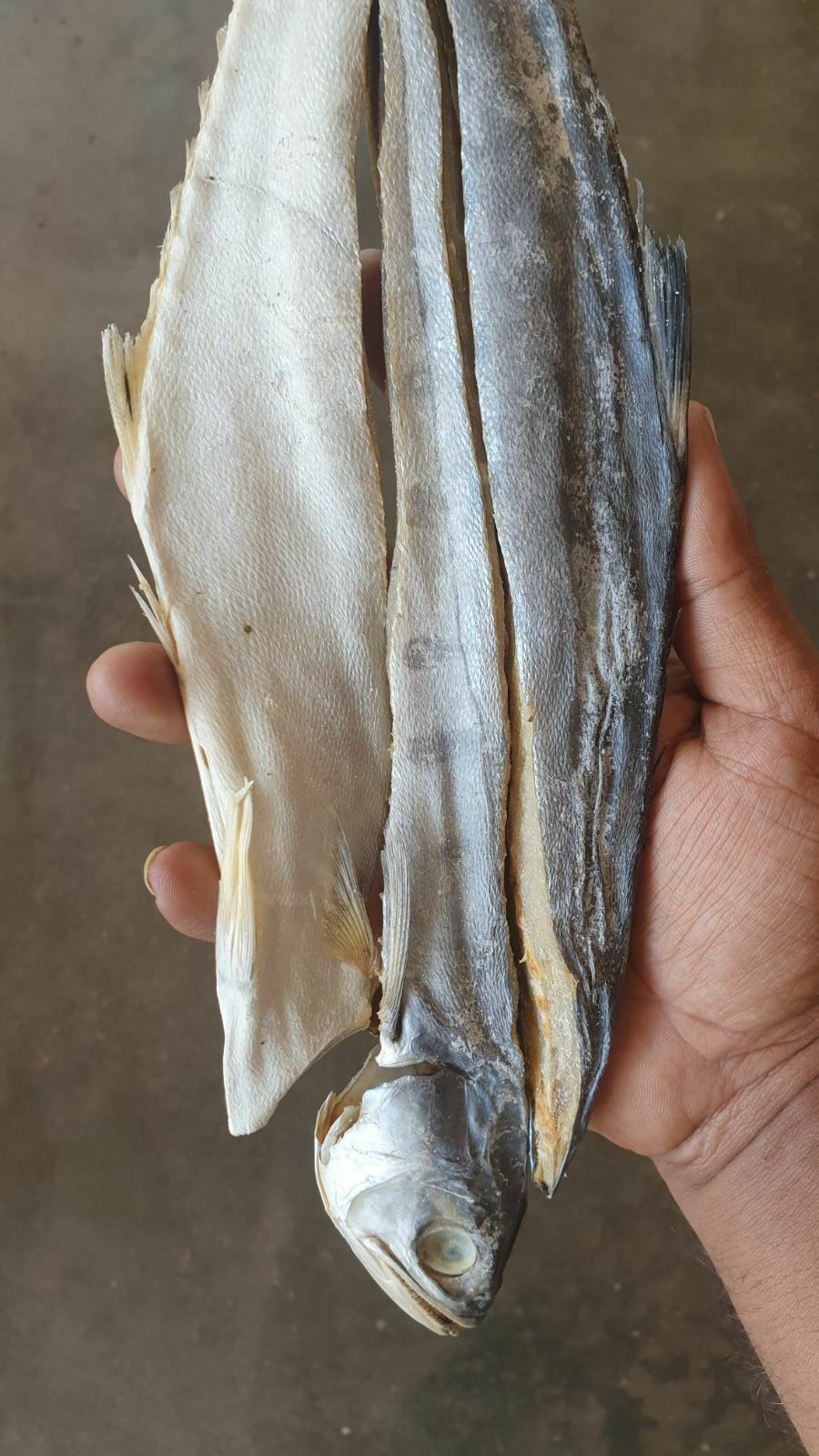 Sun Dried QUEEN FISH (KATTA) Whole Seafood 100 No Chemicals 310 Days