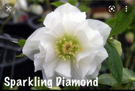 Lenton Rose Hellebore Winter Jewels Sparkling Diamond Zones 4-9 USA live plants - $31.51