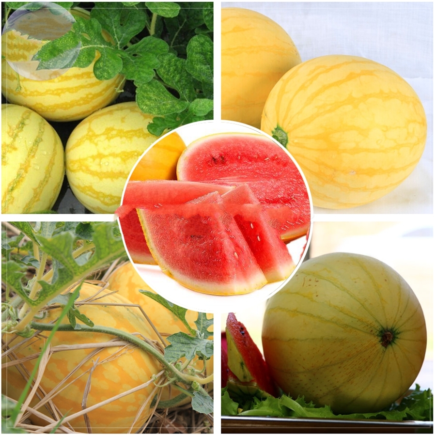 50 Seed Yellow Skin Red Watermelon Seeds, DIY Fruit Seeds DO - Fruit Seeds
