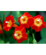 FLOWERING RED MORNING GLORY rare honey bee butterfly vine seed 20 seeds - $14.99