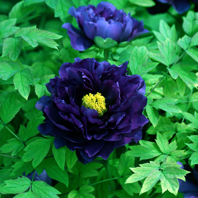 20Seeds Blue Peony Flower Rare Paeonia Potted Home Garden Plant New ...