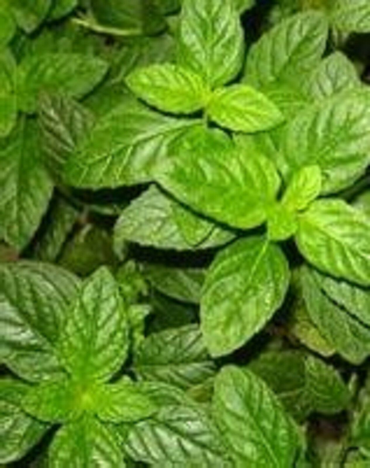 Lemon Peppermint Herb Seeds 200 SEEDS BUY 4 ITEMS FREE