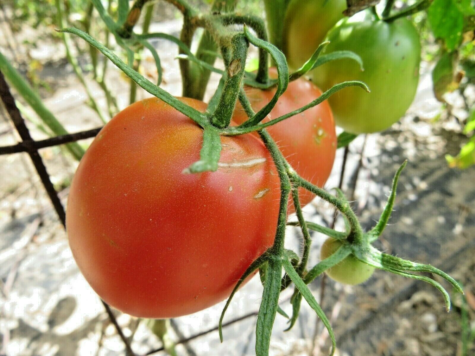 Primary image for County Agent, a heirloom tomato from Oklahoma 