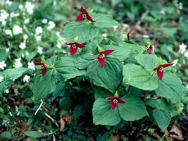 Red Trillium 20 bulbs Wood Lily image 5