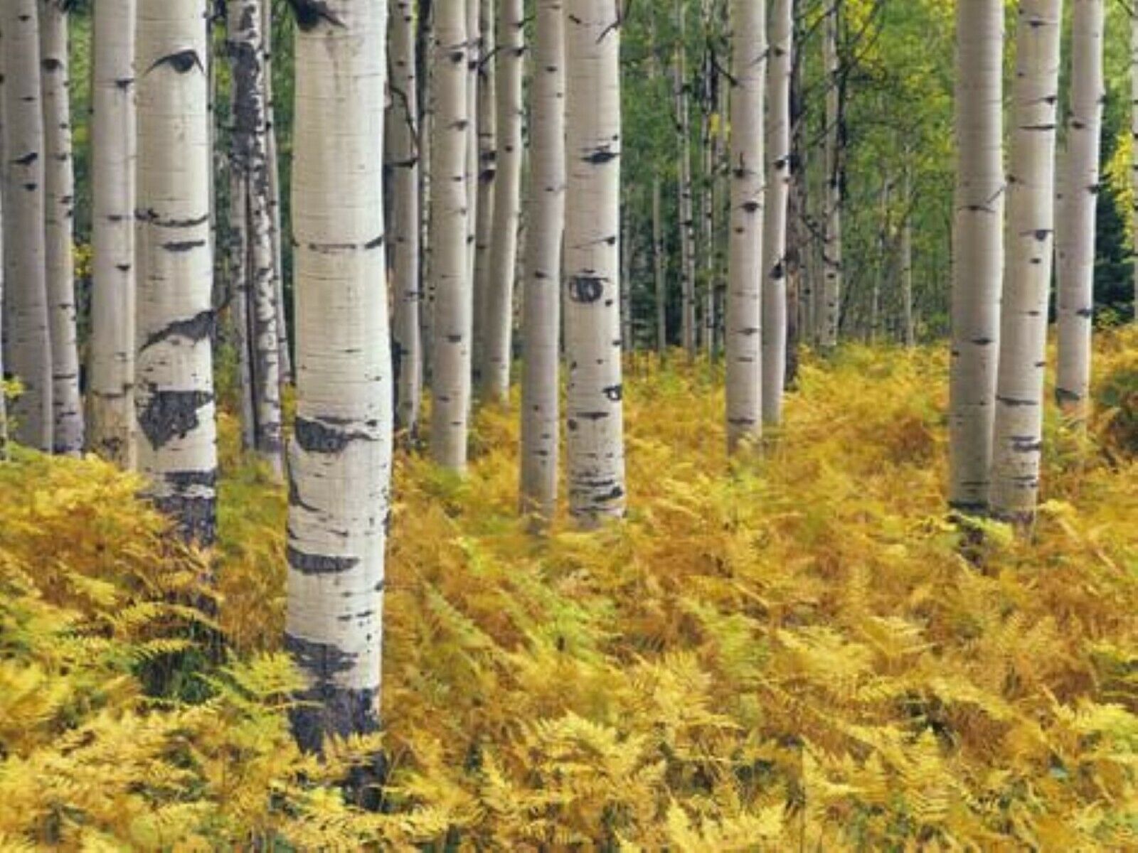 Quaking Aspen (Populus tremuloides) 1-2 year old plant - Other Plants ...