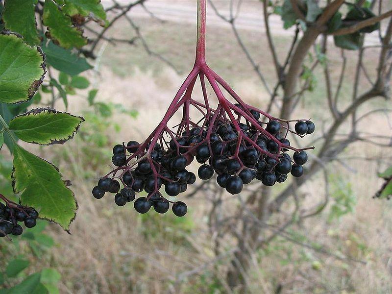 elderberry, BLACK ELDERBERRY tree berry, 100 seeds! GroCo
