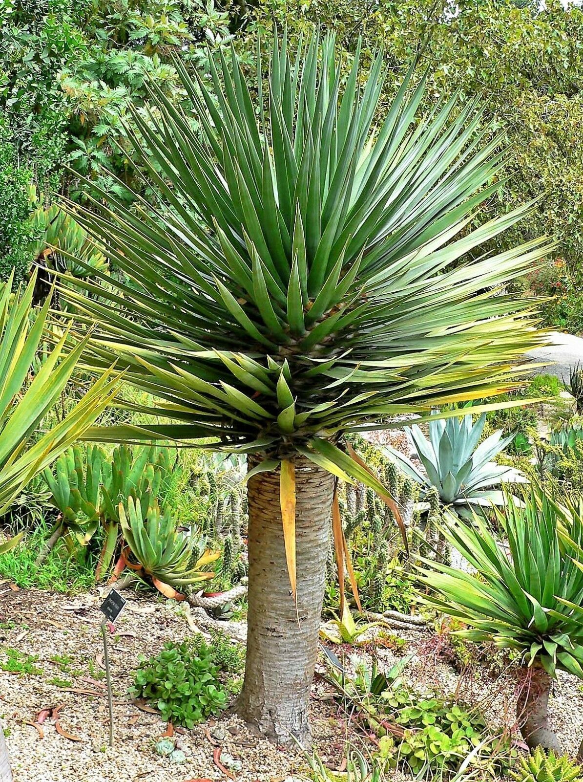 DRAGON TREE Dracaena Draco Drago Blood Asparagus Yucca 10 Seeds LCY05