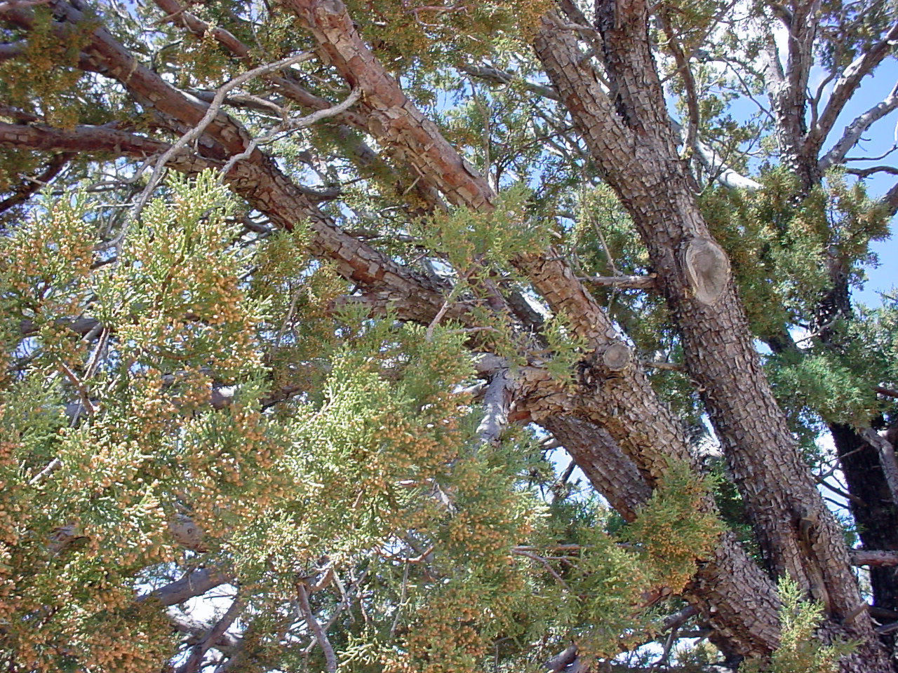 Alligator Juniper Tree, Juniperus deppeana pachyphlaea, 60 Seeds - Tree ...