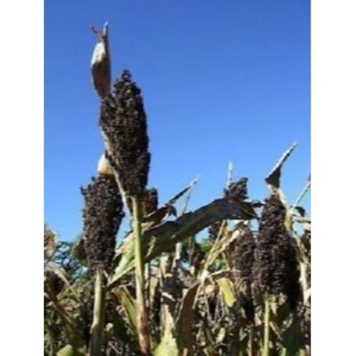 Black Amber Cane Sorghum 50 Seeds #SFB11 - Seeds