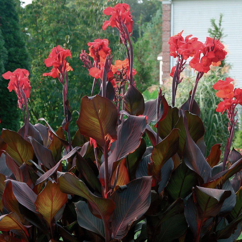 red-canna-lily-bulbs-jumbo-plant-8-12-feet-tall-4-bulbs-rare-fast