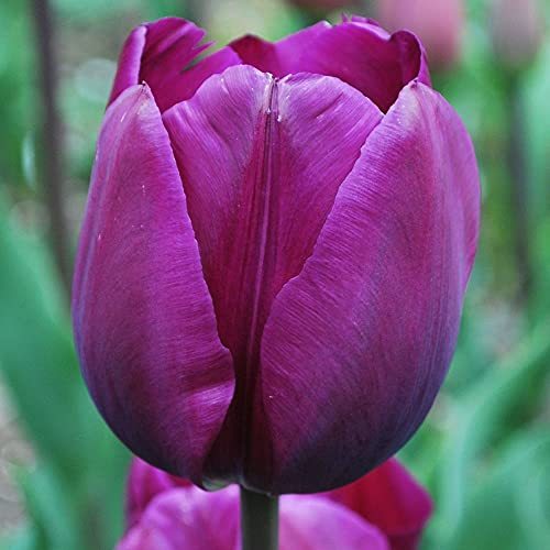 Violet Triumph Tulip Bulbs - Pack of 20 Bulbs - Extremely Popular and considered