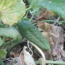 50 Seeds of Cucumis Sativus - Cucumber - National Pickling - 52 Days. Sh... - $4.95