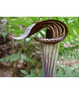 15 Bulbs Arisaema Triphyllum Plant, Jack-In-The-Pulpit Flower Plant Live... - $54.00