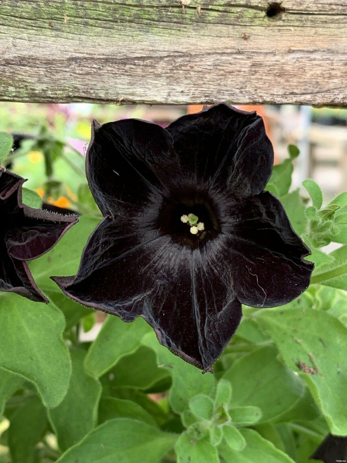 100 Pcs Black Cat Petunia Seeds Garden Home Balcony Rare Flower Potted Annual