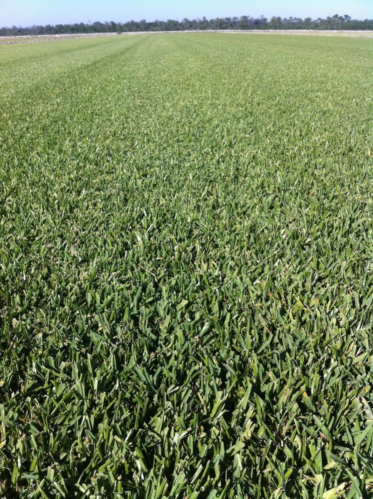 St. Augustine 'Palmetto' 18 Grass Plugs Drought, Salt & Shade