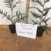 15 Thuja Green Giant Arborvitae 2.5" pot 6-12" image 5
