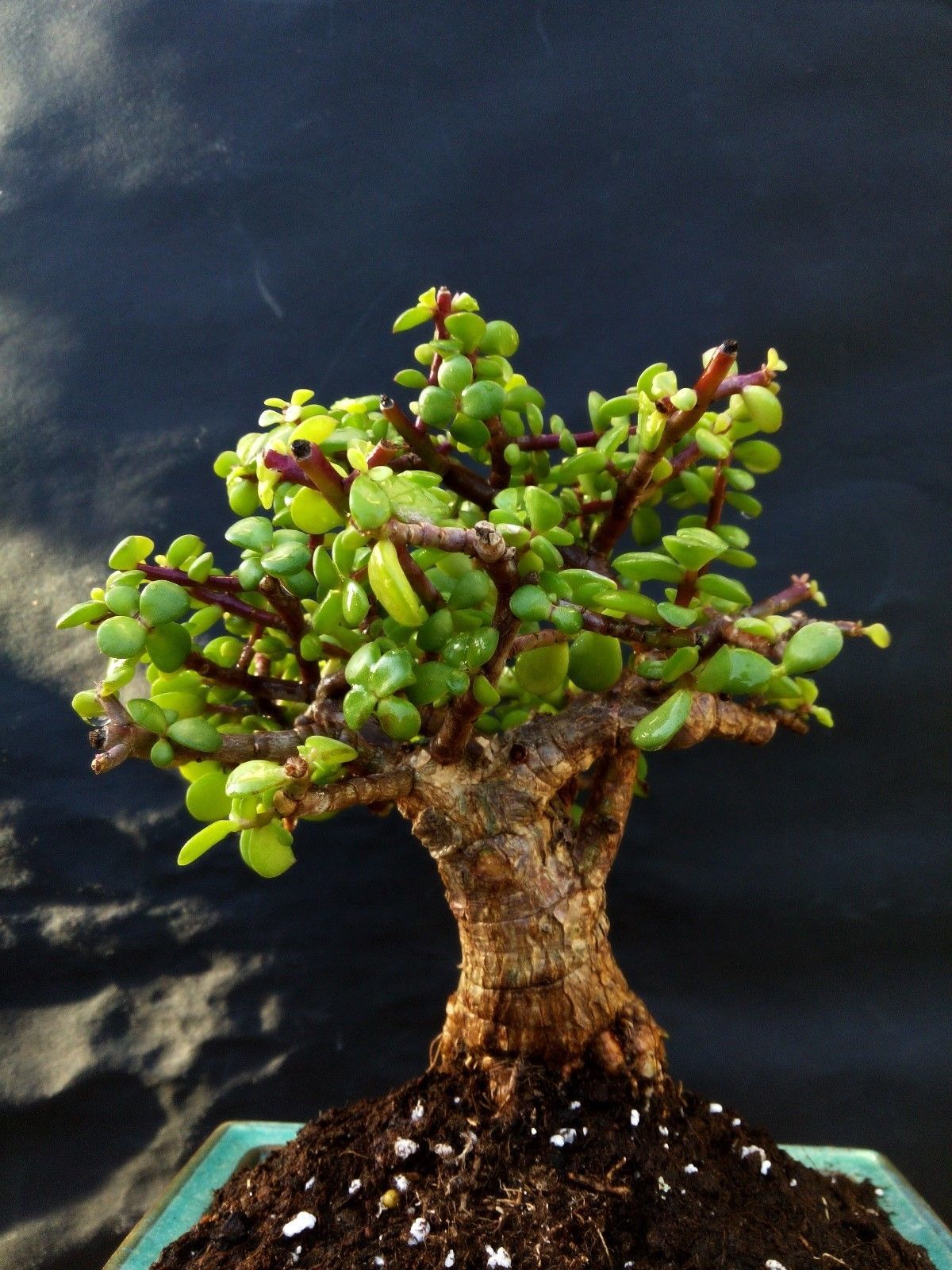 Perfect bonsai - Portulacaria afra 'cork bark'-14 year old For ...