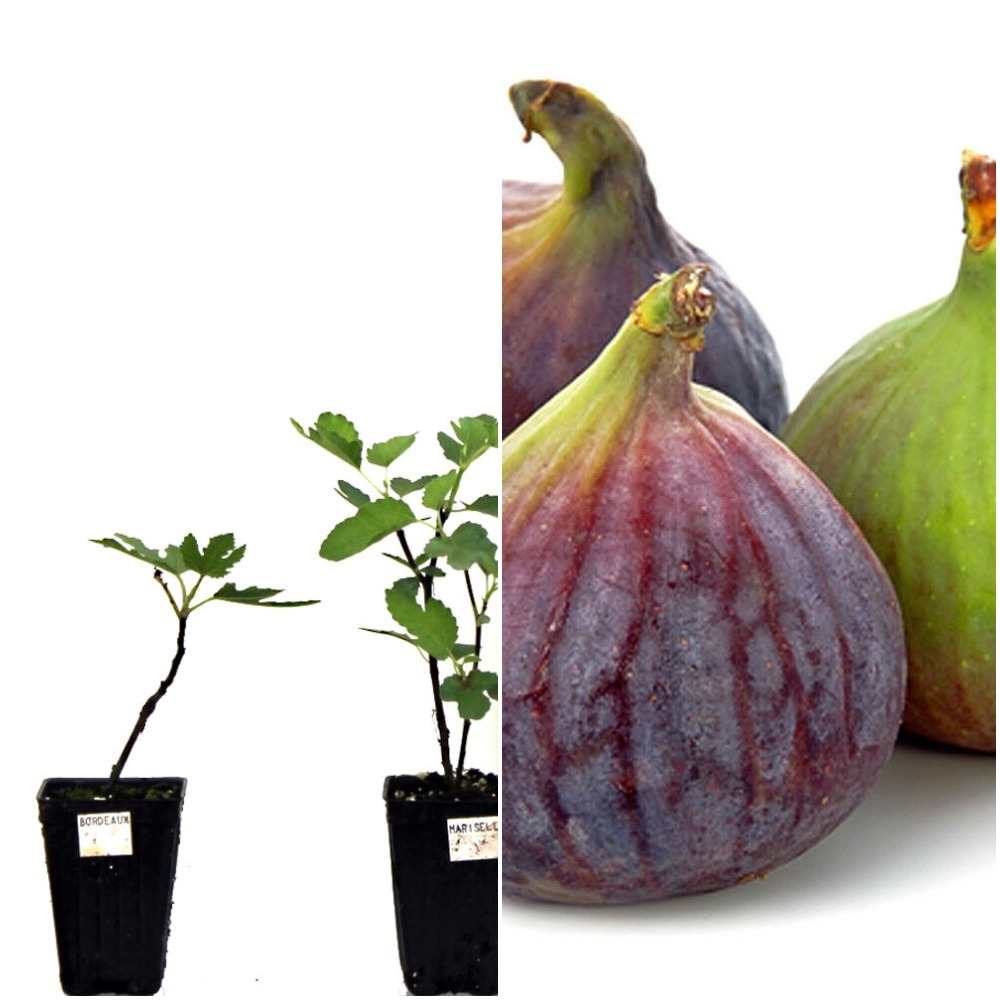 Live Plant Olympian Fig Tree Ficus carica - Home Gardening WS - Other ...