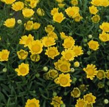 50 Seeds Chrysanthemum Button Yellow Annual Seeds - $23.94