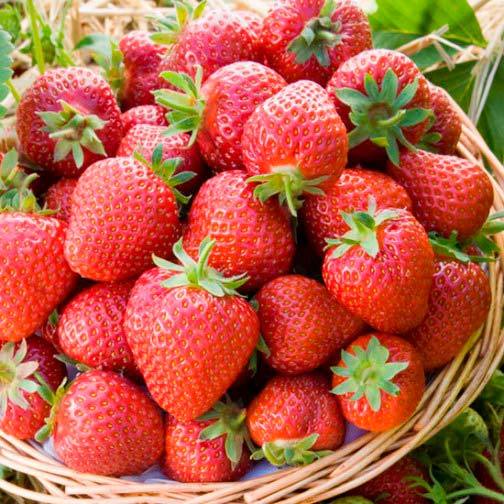 20 Organic Honeoye Strawberry Plants Incredibly Sweet Berry Non GMO Bare Root