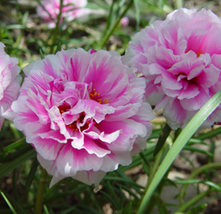200pcs Very Enchant Portulaca grandiflora Rose Pink Sunflower Seeds  - $14.97