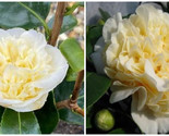 **JURY'S YELLOW**Unique Bloom**Camellia Japonica-Live Starter Plant