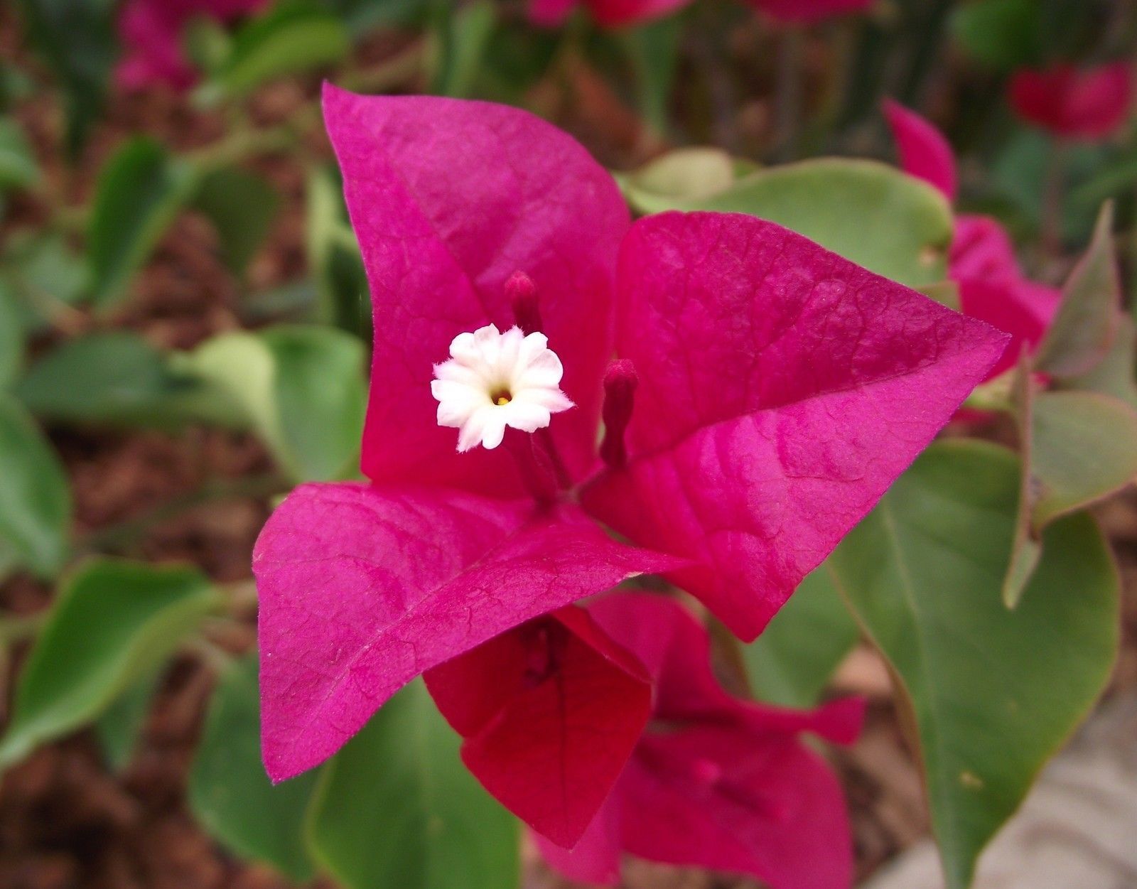 Bougainvillea Plant - 'La Jolla' (It's not seeds) - Houseplants