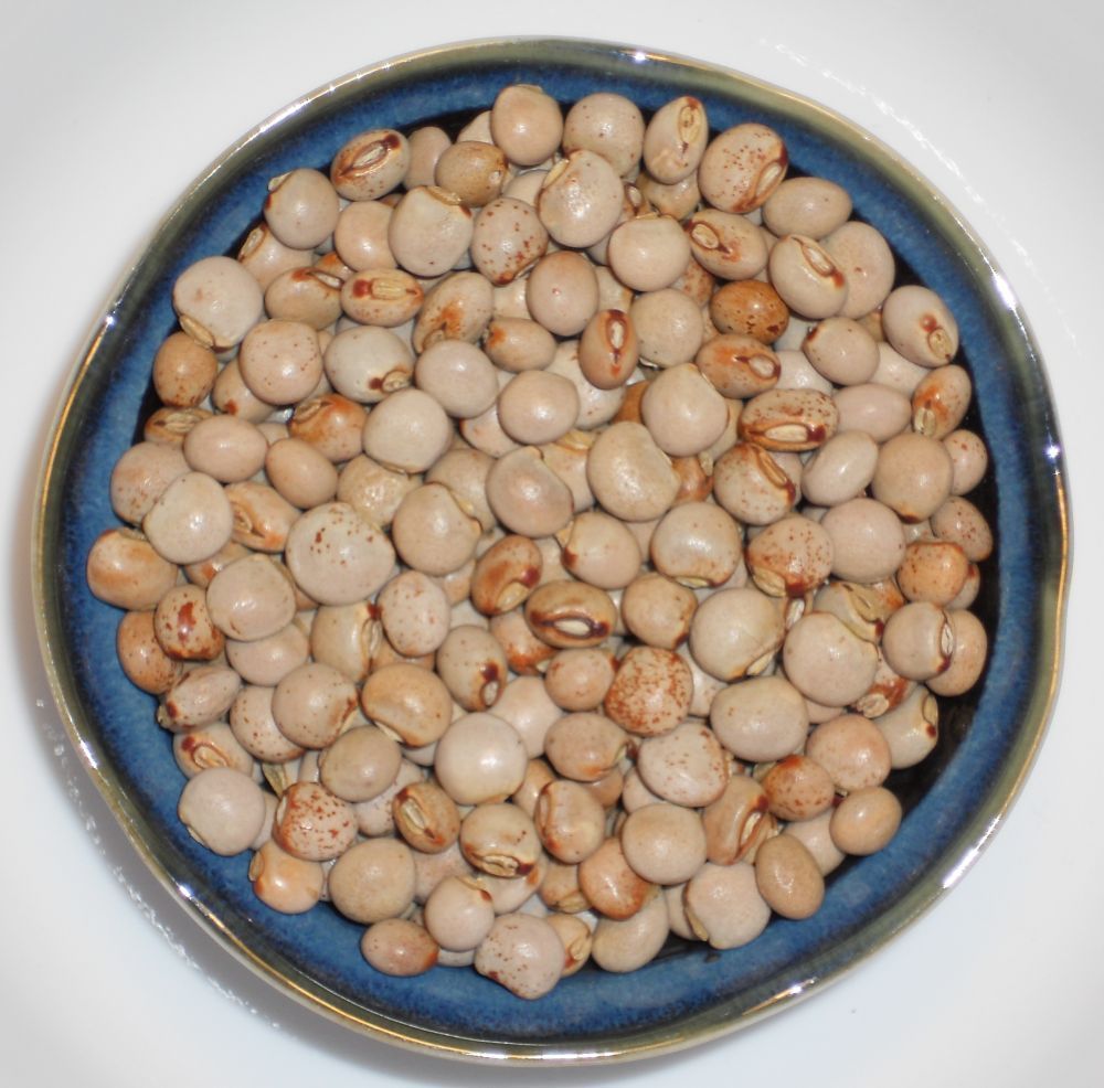 Pigeon Pea (Grandules), Puerto Rico Beans, Congo Pea Garden Vegetable