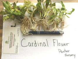 5 Red Cardinal Flower roots, Lobelia cardinalis image 3