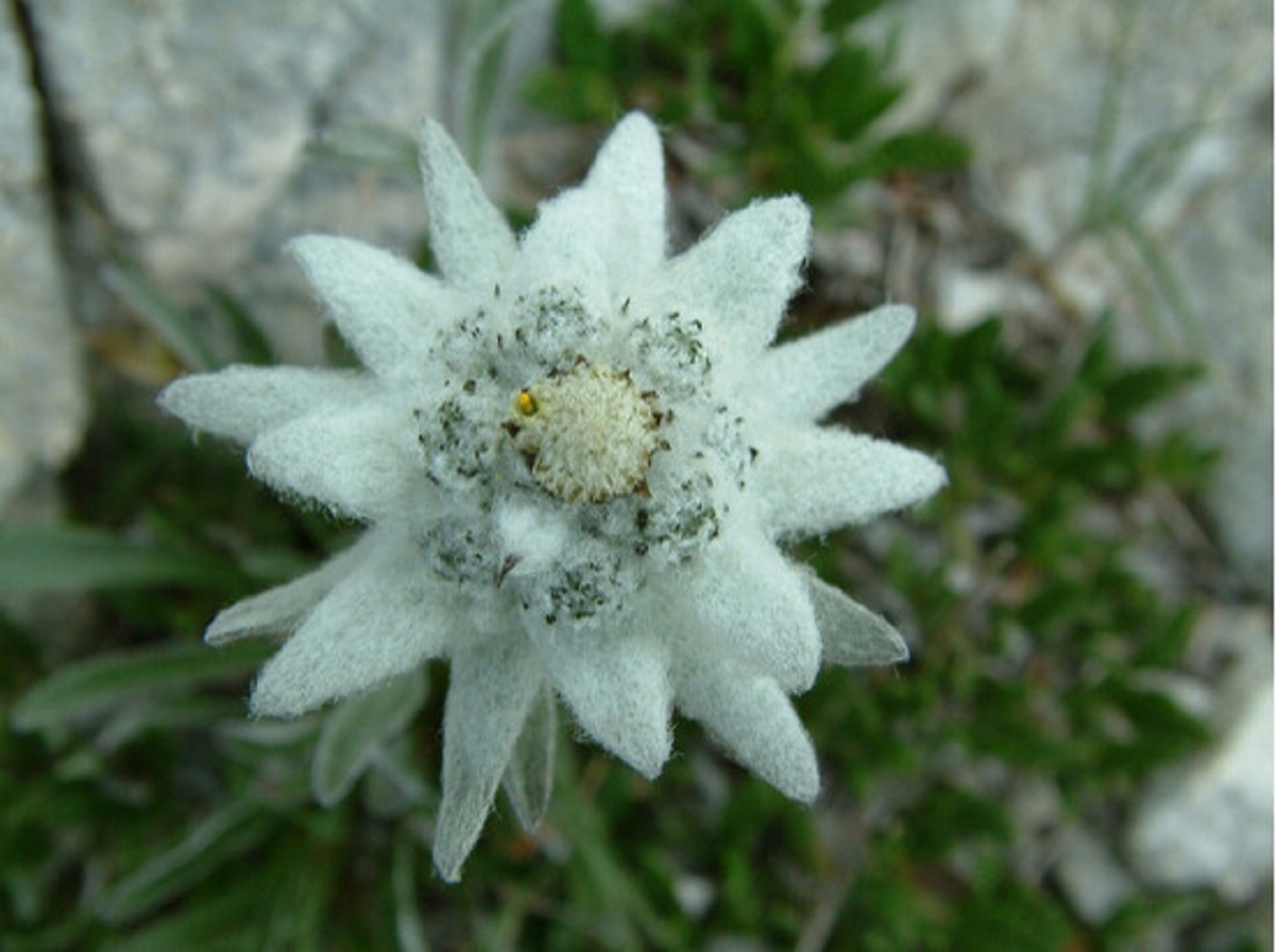 Edelweiss Leontopodium 100 Seeds perennial yard garden Perennial Seeds