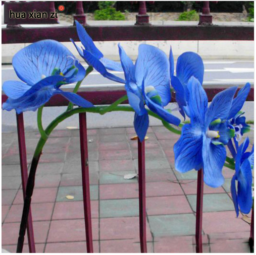 Sky Blue Phalaenopsis Orchid Seeds Flower Seeds Indoor Bonsai Orchids