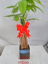 Live Lucky 5 Braided Money Tree Into 1 Pachira with Handmade Ceramic Pot Plants  - $25.47