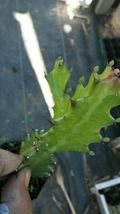 Cactus Euphorbia Lactea Dragon Bone Live Plant 3''TO 6'' Outdoor Living - $62.99