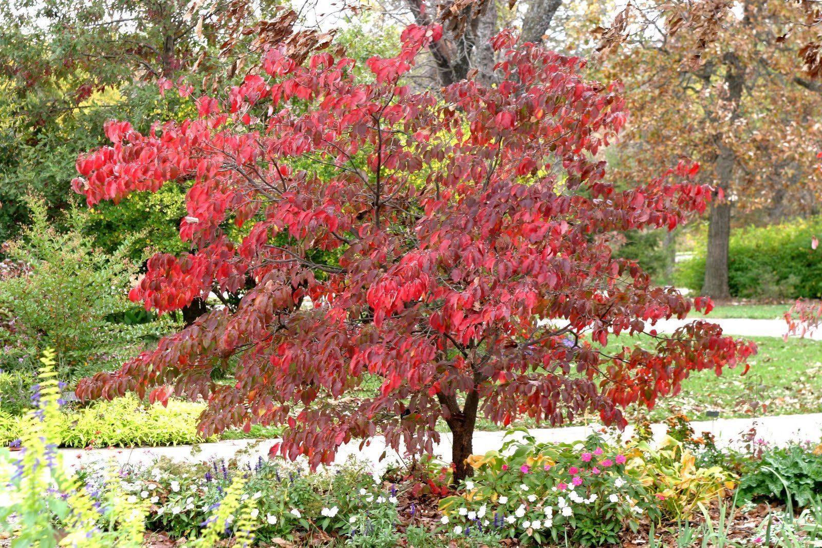 10 White Flowering Dogwood Cornus Florida Tree Seeds Showy Fall   S L1600  6  