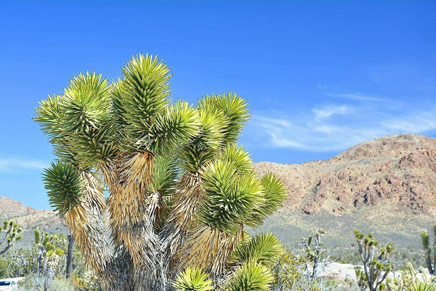 10 Seeds Joshua Tree Bonsai to Grow Highly and similar items